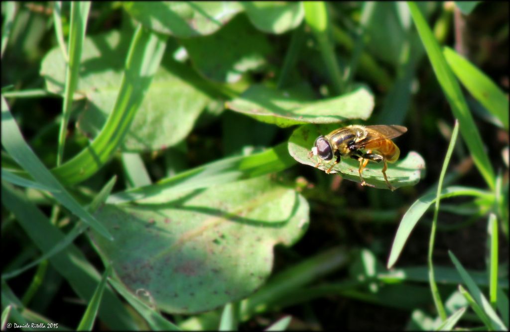 Merodon sp. maschio (Syrphidae)